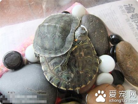 烏龜在什麼地方冬眠 水底淤泥或松土中