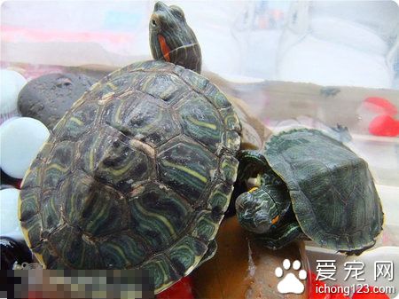 野生烏龜怎麼冬眠 冬眠溫度應在7℃-10℃之間