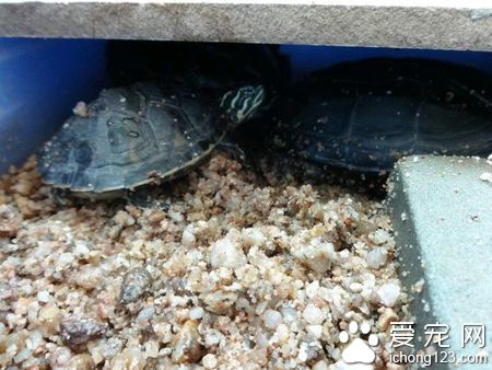 烏龜冬眠什麼環境 水溫降到10攝氏度以下