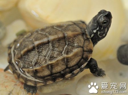 怎樣讓烏龜不冬眠 加溫的簡單方法