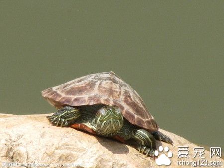 如何讓烏龜冬眠 烏龜冬眠四部曲及注意事項