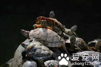 烏龜冬眠需要什麼 不要頻繁的打擾烏龜