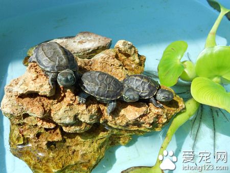 怎麼判斷烏龜冬眠 烏龜冬眠不等於睡覺
