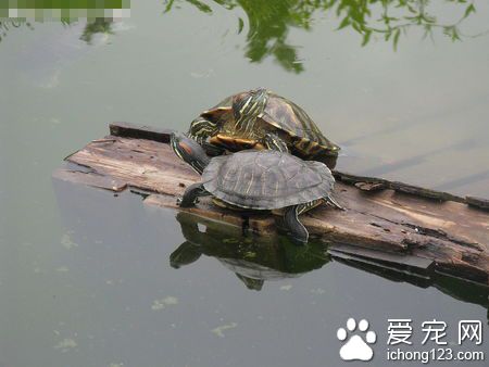 烏龜冬眠怎麼換水 一個月換一次水即可