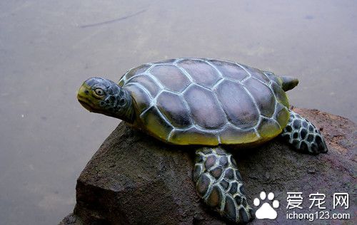 烏龜飼料要泡在水中嗎 烏龜飼養需要哪些配合飼料