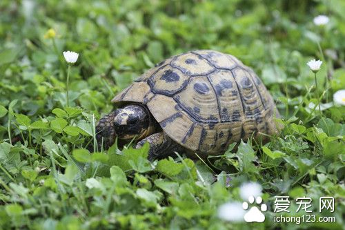 烏龜飼料哪個好 烏龜需要的生態飼料哪些好