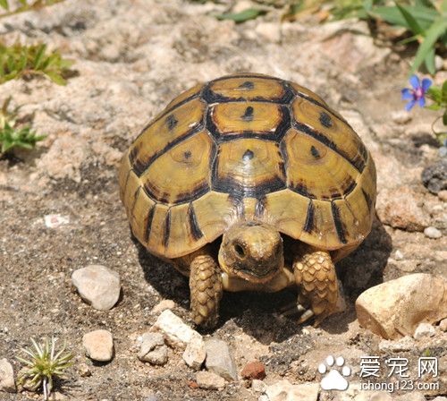烏龜飼養方法 飼養烏龜其它飼料的來源