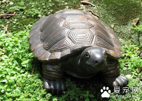 烏龜怎麼分公母 雌雄龜的主要區別有哪些
