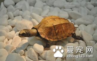 烏龜產卵期 烏龜產卵需要選擇的地點與基質