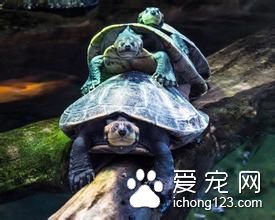 怎麼運輸動物 親龜運輸需要注意的事項