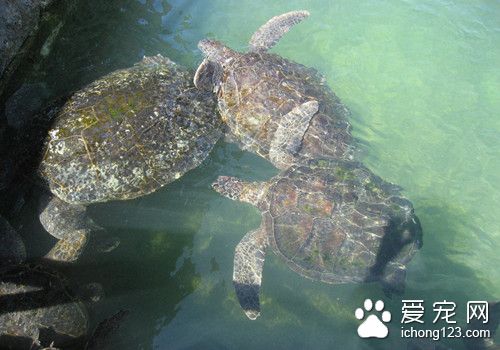 烏龜孵化箱 烏龜孵化需要注意的事項