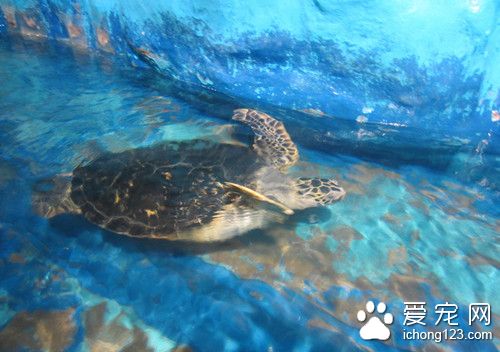 怎麼養烏龜 仔龜的飼養與管理注意事項