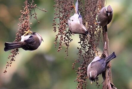 白領鳳鹛怎麼分公母 雌雄羽色相似