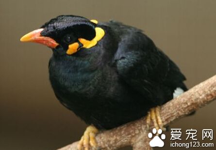 鹩哥吃什麼 鹩哥的飼料有哪些種