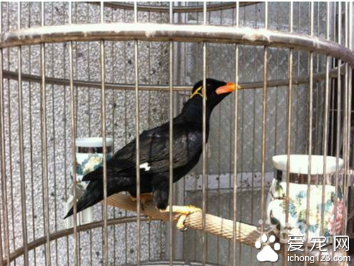 鹩哥飼養  真正飼養好一只鹩哥不簡單
