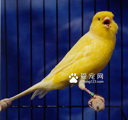 金絲雀