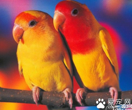 虎皮鹦鹉吃什麼 帶你了解虎皮鹦鹉主要吃什麼