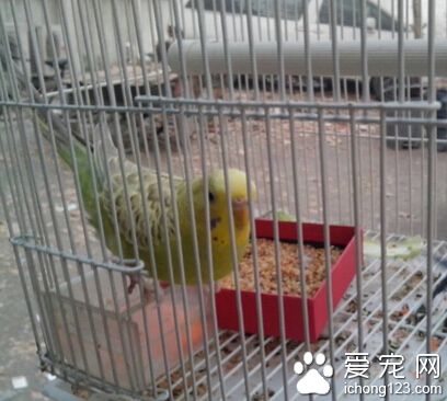 虎皮鹦鹉繁殖箱   塑料的房子只是為了觀賞