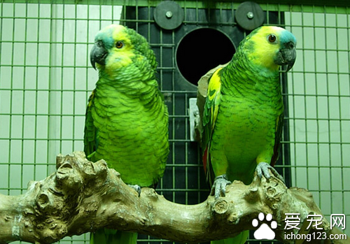 紫冠亞馬遜鹦鹉飼養  它的適應能力比較強