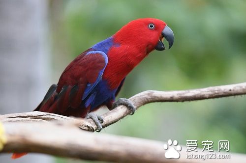 折衷鹦鹉