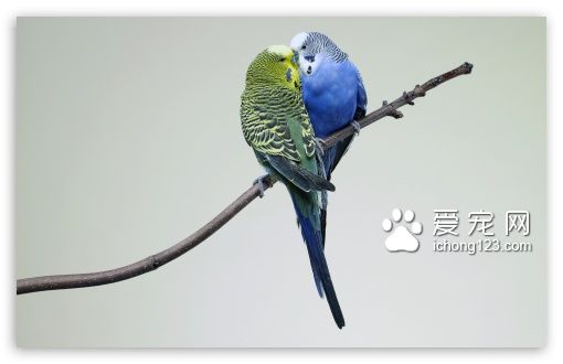 虎皮鹦鹉