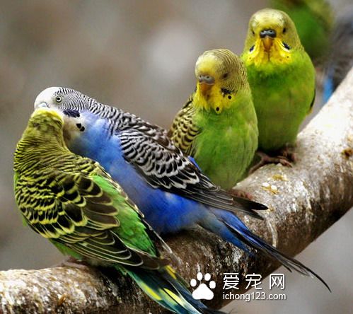 虎皮鹦鹉