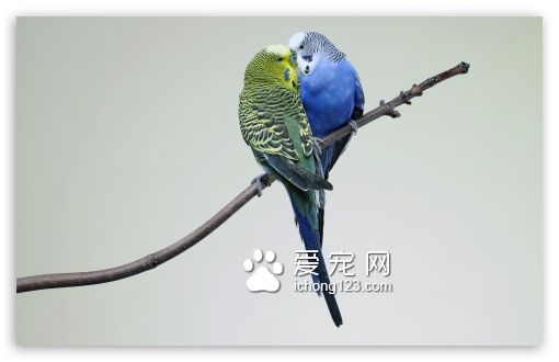 虎皮鹦鹉
