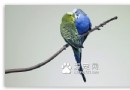 不同品種的鹦鹉能繁殖嗎 同一品種可以雜交