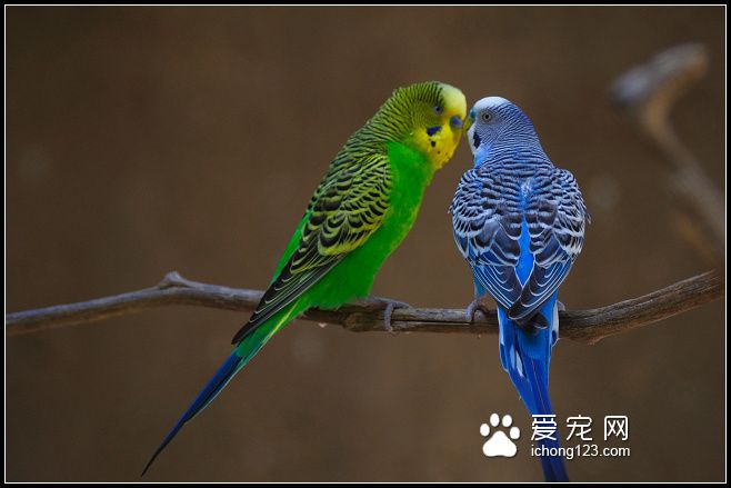 虎皮鹦鹉