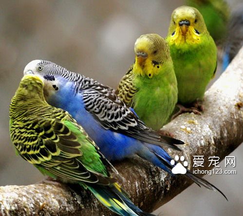 虎皮鹦鹉
