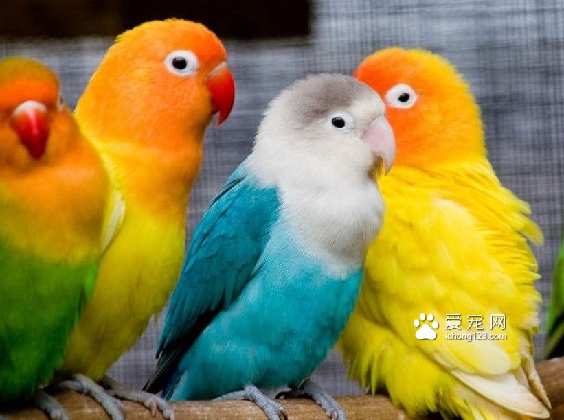牡丹鹦鹉