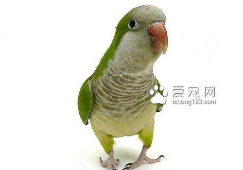 和尚鹦鹉