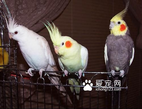 玄鳳鹦鹉