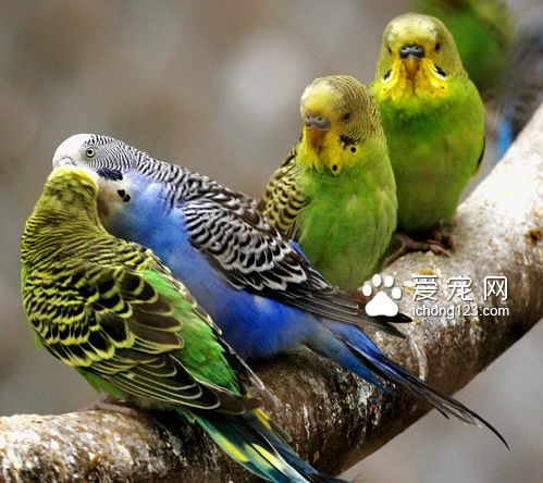 虎皮鹦鹉