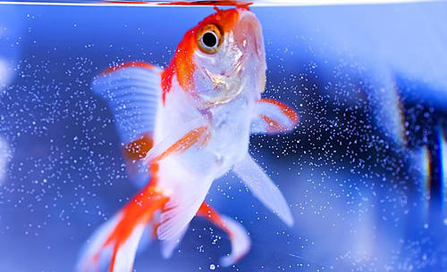 魚鳍發白怎麼回事 魚鳍發白的原因