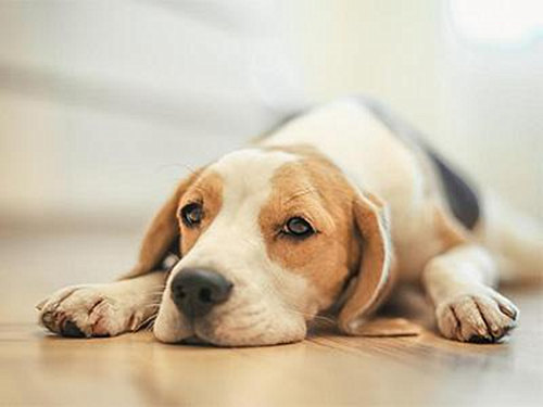 最全的犬瘟熱的治療方法 非常有效