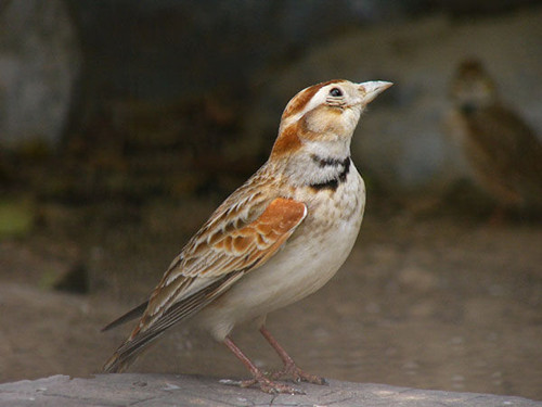 百靈鳥生病了怎麼辦 百靈鳥常見病