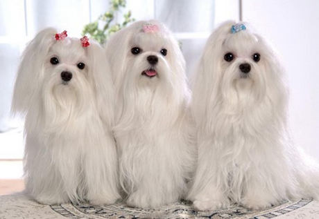 飼養馬爾濟斯犬常見問題及解決辦法介紹