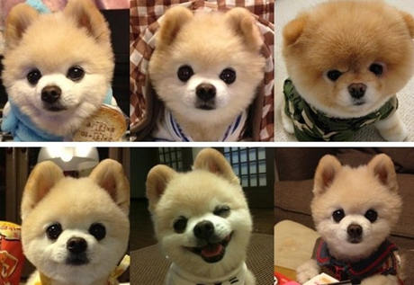 博美犬好養嗎 博美犬怎麼養