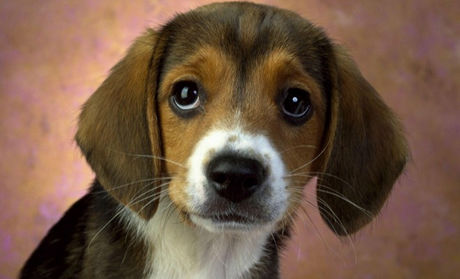 狂犬病的主要表現有哪些 狂犬病怎麼治療