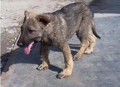 狗狗得了佝偻病怎麼辦 什麼是犬佝偻病