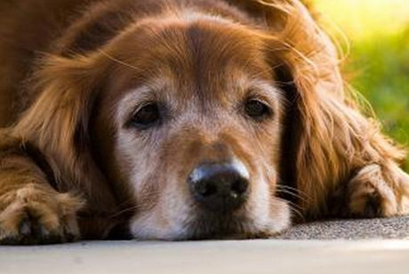 怎麼照顧老年狗狗 老年犬的護理方法與要點