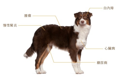 老年狗狗的常見病有哪些 怎麼治療