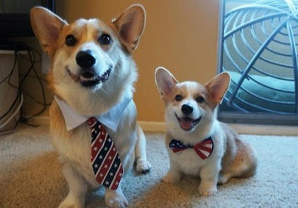 柯基犬缺鈣怎麼辦 柯基犬缺鈣的原因及解決辦法