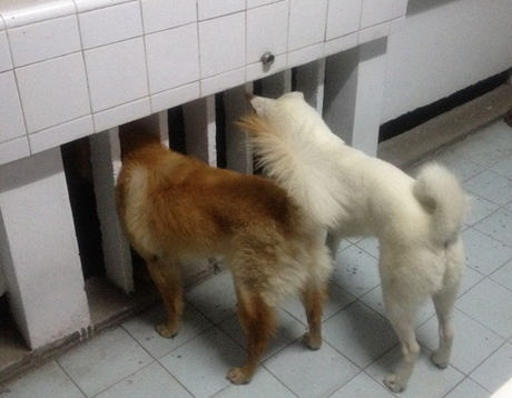 狗狗寄養注意事項盤點 狗狗寄養要注意什麼