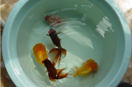 家養金魚常見病及治療方法介紹