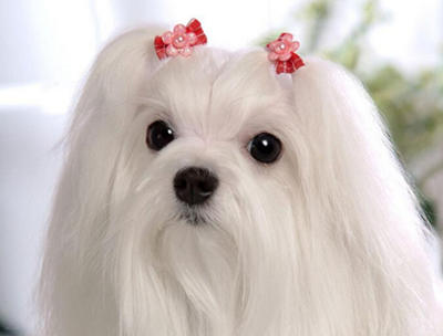 瑪尓濟斯犬