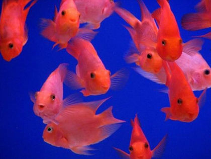 鹦鹉魚變白怎麼辦 鹦鹉魚變白解決辦法推薦