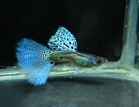 孔雀魚爛尾怎麼辦 孔雀魚爛尾的治療方法