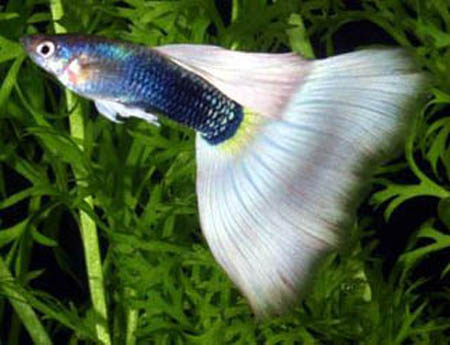 孔雀魚爛尾病怎麼預防 預防孔雀魚爛尾病的方法